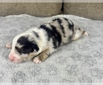 Small Photo #6 Australian Shepherd Puppy For Sale in SALISBURY, NC, USA