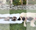 Small #1 Mastiff