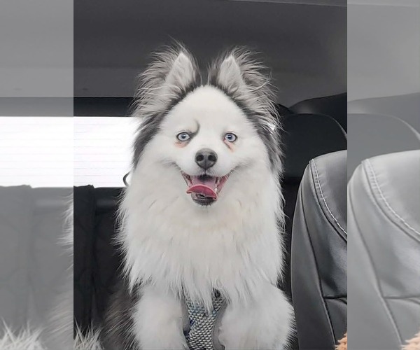 Medium Photo #3 Pomsky Puppy For Sale in Des Moines, IA, USA