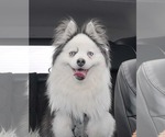 Small #2 Pomsky
