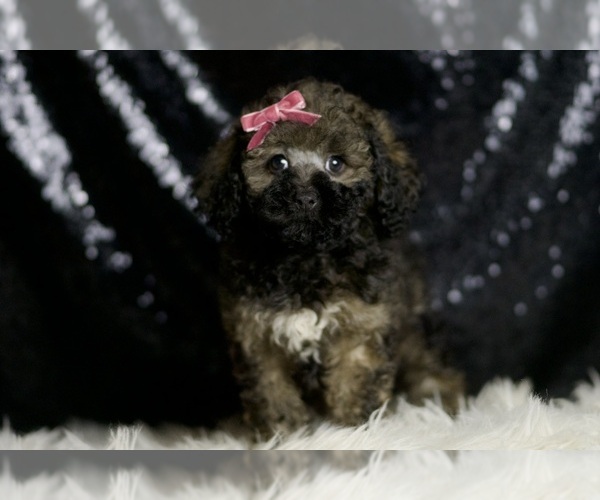 Medium Photo #4 Poodle (Miniature) Puppy For Sale in WARSAW, IN, USA