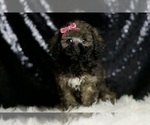 Small #3 Poodle (Miniature)
