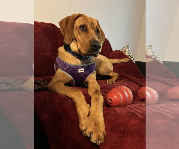 Medium Photo #12 Mutt Puppy For Sale in Candler, NC, USA