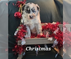 Medium Australian Shepherd