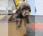 Small Photo #8 Labrador Retriever Puppy For Sale in PUYALLUP, WA, USA