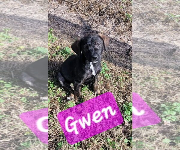 Medium Photo #4 Australian Shepherd-Unknown Mix Puppy For Sale in Brooksville, FL, USA