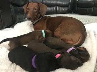 Mother of the Dachshund puppies born on 09/25/2017