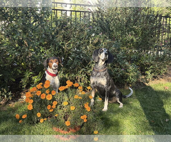 Medium Photo #10 Mutt Puppy For Sale in Oakhurst, NJ, USA