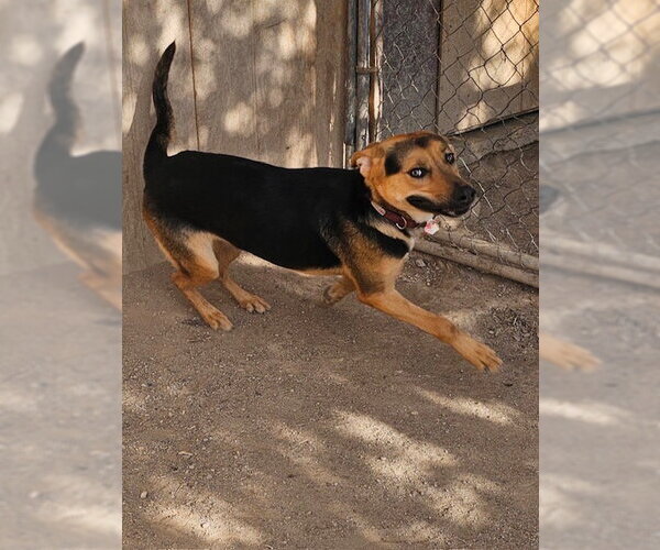 Medium Photo #6 German Shepherd Dog-Unknown Mix Puppy For Sale in MIDWAY, UT, USA