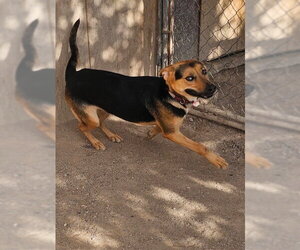 Charlee - Female German Shepherd Dog-Unknown Mix Dog for Adoption - Photo #6