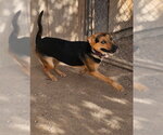 Small Photo #6 German Shepherd Dog-Unknown Mix Puppy For Sale in MIDWAY, UT, USA