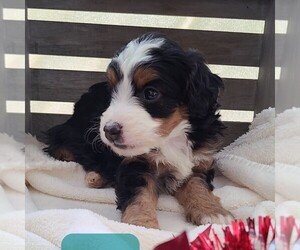 Bernedoodle-Poodle (Miniature) Mix Puppy for sale in FORT PLAIN, NY, USA