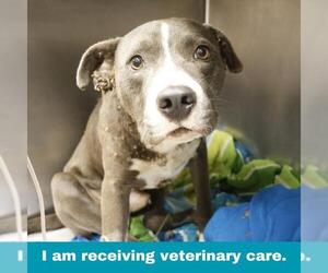 American Staffordshire Terrier-Unknown Mix Dogs for adoption in San Antonio, TX, USA