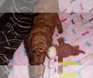 Poodle (Toy) Puppy for sale in DULUTH, GA, USA