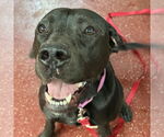 Small #18 American Pit Bull Terrier Mix