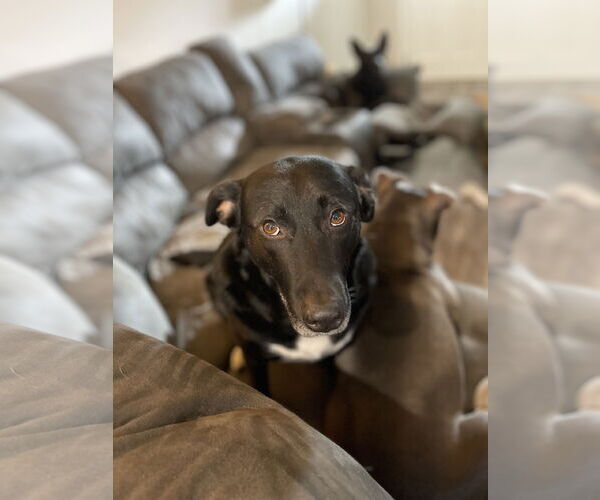 Medium Photo #3 Labrador Retriever-Unknown Mix Puppy For Sale in Miami, FL, USA