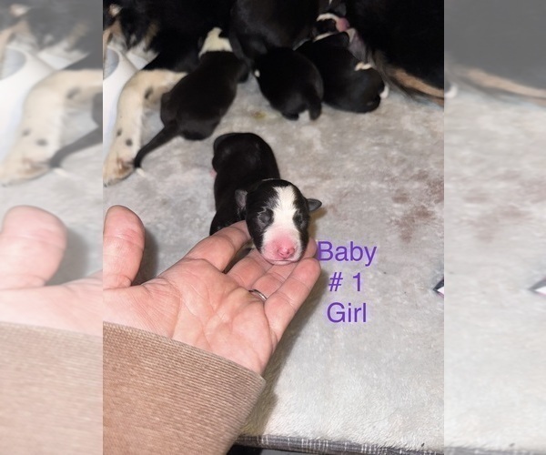 Medium Photo #3 Border-Aussie Puppy For Sale in MADRID, IA, USA