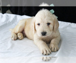 Puppy Porter Labradoodle