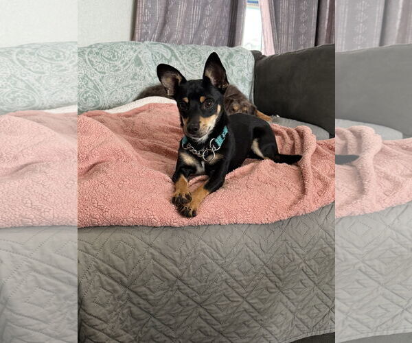 Medium Photo #2 Chihuahua-Unknown Mix Puppy For Sale in Polson, MT, USA