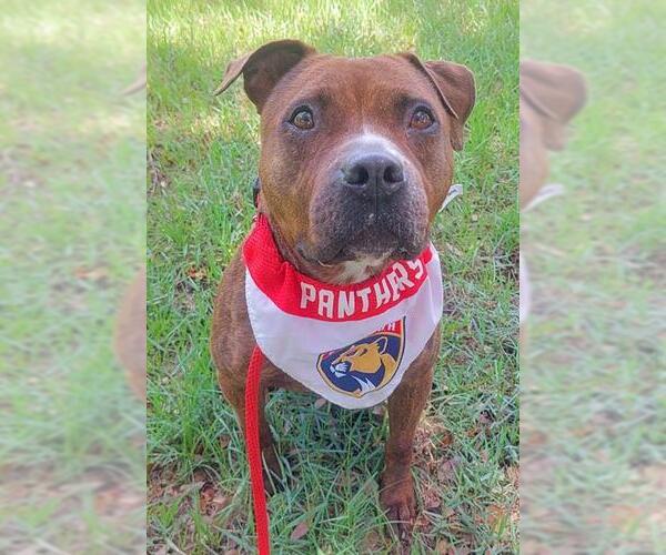 Medium Photo #5 American Staffordshire Terrier Puppy For Sale in Fort Lauderdale, FL, USA