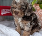 Small #5 Cockapoo (Miniature)