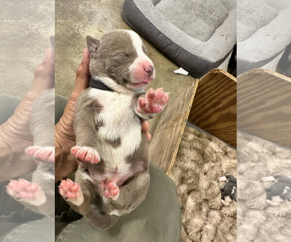 Medium Photo #9 Labrador Retriever-Unknown Mix Puppy For Sale in San Diego, CA, USA