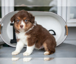 Small #1 Australian Shepherd