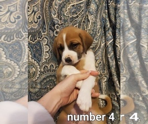 Boxador Puppy for sale in WINSTON, GA, USA