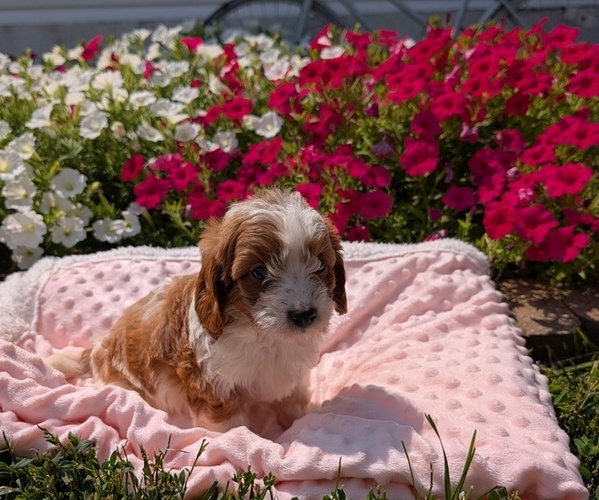 Medium Photo #23 Cavapoo Puppy For Sale in GOSHEN, IN, USA