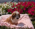 Small Photo #23 Cavapoo Puppy For Sale in GOSHEN, IN, USA