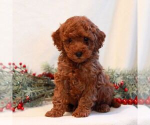 Goldendoodle (Miniature) Puppy for sale in LITITZ, PA, USA