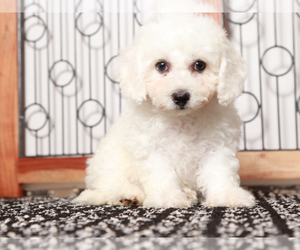 Bichon Frise Puppy for sale in NAPLES, FL, USA