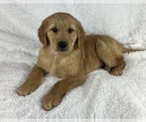Golden Retriever Puppy for sale in GREENWOOD, IN, USA