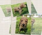 Small Photo #10 Goldendoodle Puppy For Sale in LEBANON, TN, USA