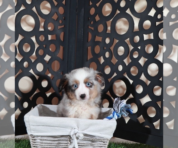 Medium Photo #2 Miniature Australian Shepherd Puppy For Sale in MOUNT VERNON, OH, USA
