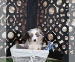 Small #1 Miniature Australian Shepherd