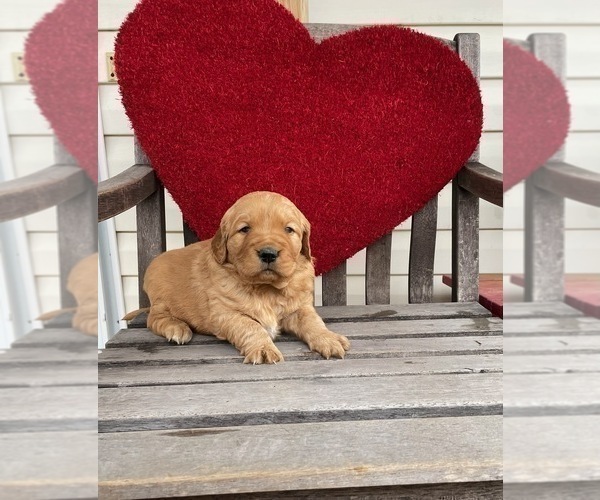 Medium Photo #4 Golden Retriever Puppy For Sale in CHELSEA, OK, USA