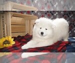 Small Photo #6 Samoyed Puppy For Sale in LUBLIN, WI, USA