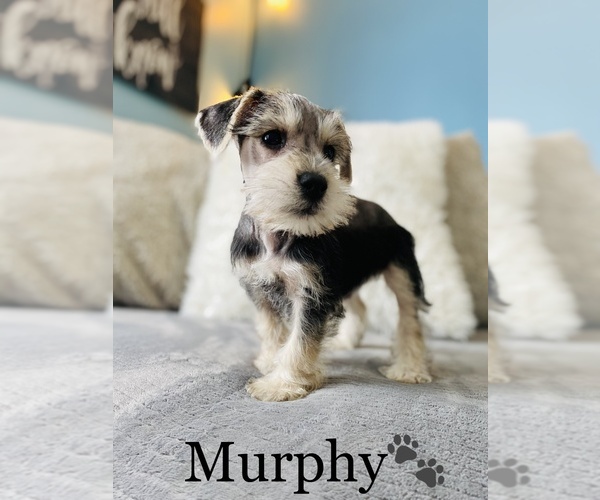 Medium Photo #3 Schnauzer (Miniature) Puppy For Sale in COOKEVILLE, TN, USA