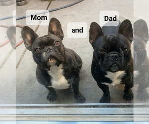 Mother of the French Bulldog puppies born on 01/07/2022