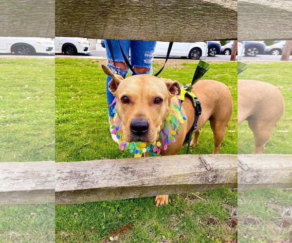 Medium Photo #6 American Pit Bull Terrier-Unknown Mix Puppy For Sale in Oakhurst, NJ, USA