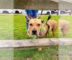 Small #5 American Pit Bull Terrier Mix
