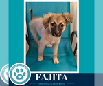 Small #1 Mutt