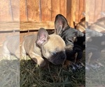 Small #15 French Bulldog