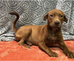 Small Labrador Retriever Mix