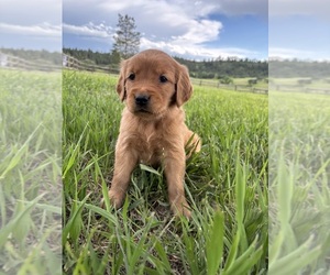 Golden Retriever Puppy for Sale in FRANKTOWN, Colorado USA