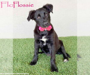 Medium Border Collie Mix