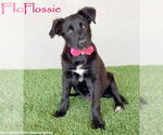 Small Border Collie Mix