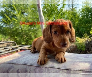 Dachshund Puppy for sale in SOUTH NEWFANE, VT, USA
