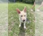 Small #2 German Shepherd Dog